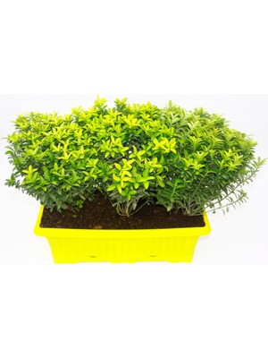 TNC Garden Groups Sarı Saksıda Seperatör Bitki - Altuni Çıtır Taflan 3 Adet