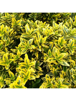 TNC Garden Groups Altuni Çıtır Taflan - Euonymus Microphyllus Pulchellus Aureus (Ce