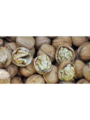 Şebin Ceviz Fidanı 3 Yaş Tüplü ve Aşılı