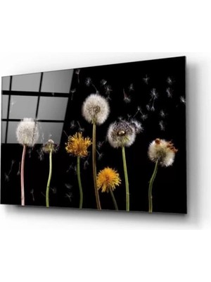 Marsilyan Karahindibalar Cam Tablo 50 x 70  cm