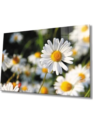 Marsilyan- Papatya Cam Tablo   Daisy