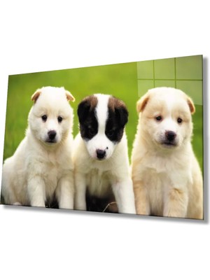 Marsilyan- Köpekle Rcam Tablo