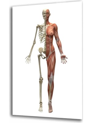 Marsilyan- Spor Fıtnes Cam Tablo