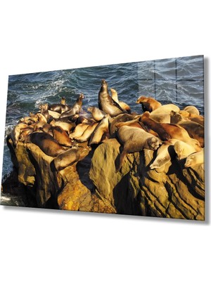 Marsilyan- Fok Balıkları Hayvan Cam Tablo