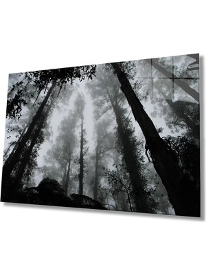 Marsilyan- Siyah Beyaz  Ağaçlar Cam Tablo