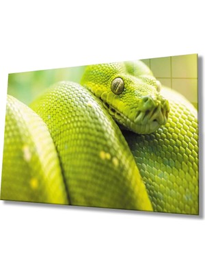 Marsilyan- Yeşil Yılan Hayvan Cam Tablo   Green Snake