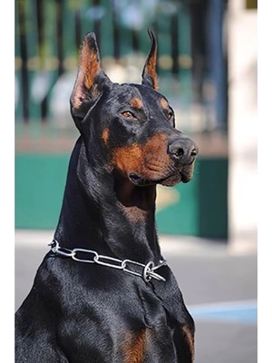 Kanvas Doberman Sayılarla Boyama Seti Rulo