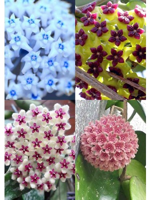 4 Adet Az Rastlanan Renklerde Mum Çiçeği Fidanı