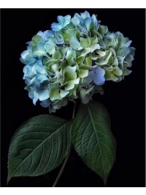 Kanvas Cennet 2 Çiçeği Sayılarla Boyama  Seti Rulo