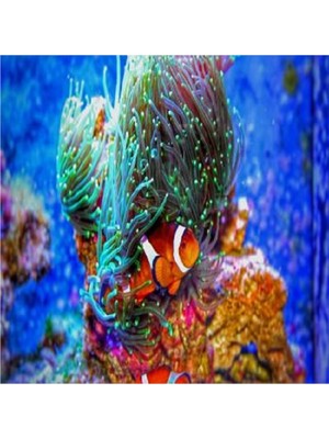 Kanvas Kayıp Balık Nemo Sayılarla Boyama Seti  Rulo