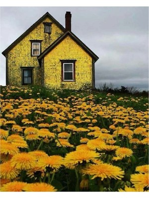 Kanvas Çiçek Tarlasındaki Sarı Ev Sayılarla Boyama Seti  Rulo