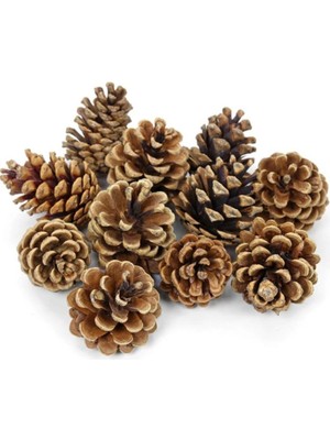 Çam Kozalağı 20 Adet Kozalak Doğal Kozalak Dekoratif Kozalak Süs Kozalağı