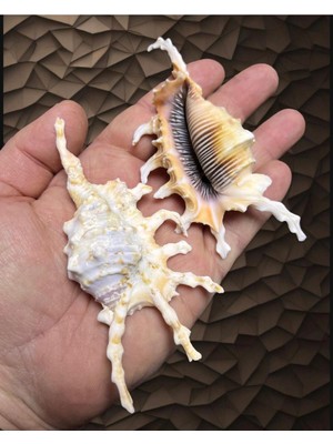 Gerçek Ithal Deniz Kabukları - ( Kolleksiyonluk , Dekor , Biblo , Akvaryum ve Duvar Süsleme )