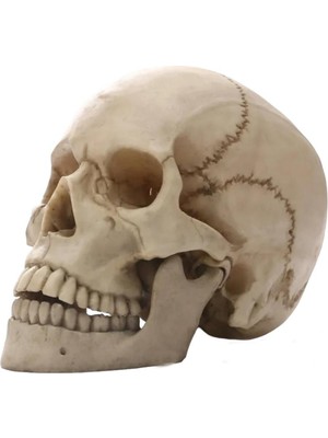 1:1 Insan Kafası Kafatası Heykeli Dekor Tıbbi Öğretim Kroki Modeli Heykel Eskitme