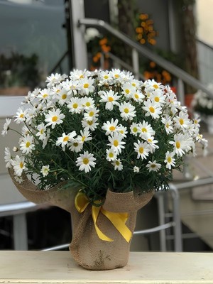 Hediye Paketli Beyaz Renk Çeşme Papatyası Özel Gün Çiçeği 20-40CM Saksılı