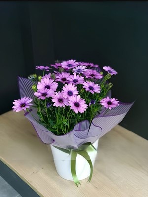 Mor Renk Bodrum Papatyası Hediye Paketli Saksılı Canlı Bikti