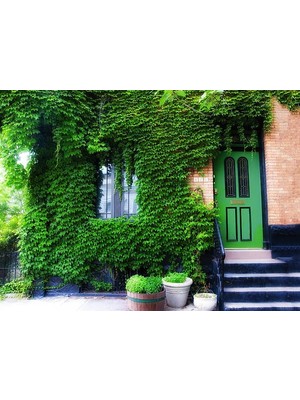 Hedera Sarmaşık 50-100 cm – Dekoratif ve Dayanıklı 5 Adet Canlı F