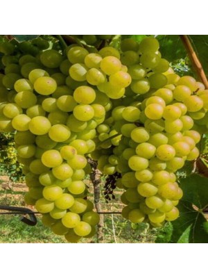 3 Yaş Kartal Üzüm Fidanı
