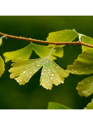 Fidan Sepetim 2 Yaş Ginkgo biloba Mabet Ağacı Fidanı