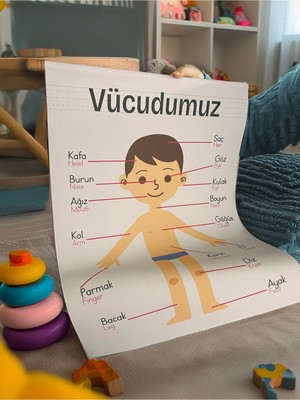 Vücudumu Öğreniyorum -Erkek Eğitici, Öğretici Özel Duvar Süsü, Flama Duvar Süsü 44 x 64 cm