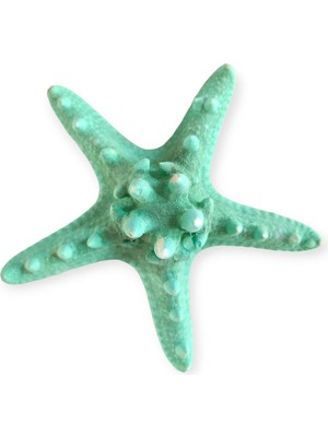 Gerçek Deniz Yıldızı 10-11  cm