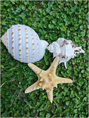 Nature Gerçek Deniz Kabuğu Seti