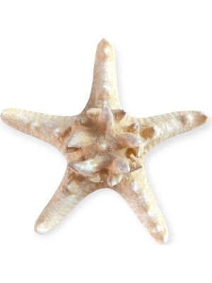 Gerçek Deniz Yıldızı 10-11  cm