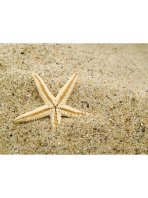 Gerçek Deniz Yıldızı 5 Adet 4X8CM Orta Boy Deniz Yıldızları Parti Organizasyon Ürünleri Denizyıldız