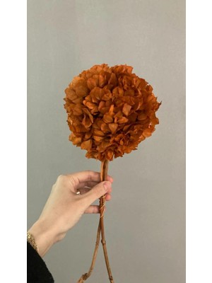 Şoklanmış Ortanca Çiçek Beyaz-Ekru Rengi (1 Kafa)