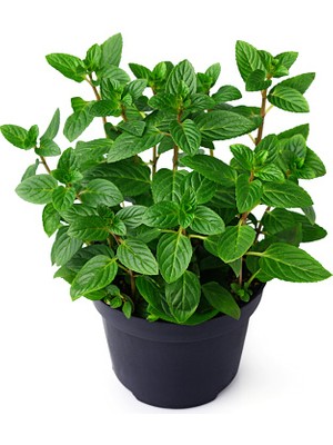 Nane Yetiştirme Seti – 100 Tohum, Dekoratif Saksı, Toprak ve Bitk