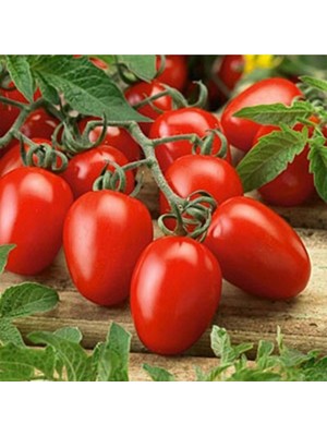 Salçalık Domates Yetiştirme Seti – 200 Tohum, 10 Adet Saksı, 10 L