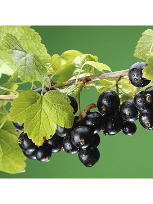 Siyah Frenk Üzümü Fidanı 5 Adet