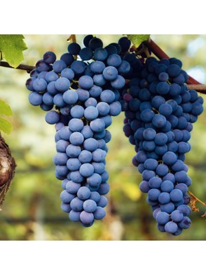 Boğazkere Üzüm Fidanı 2 Yaş Tüplü 5 Adet