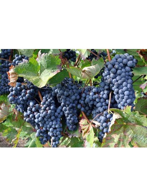 Tekirdağ Ilkeren Üzüm Fidanı 2 Yaş Tüplü 3 Adet