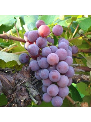 Tnc Kokulu Laz Üzümü (İzabella) Fidanı 2 Yaş Tüplü 3 Adet