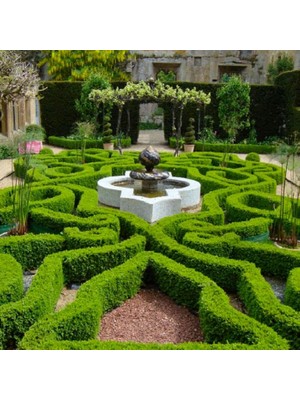 TNC Garden Groups Şimşir Çit Bitkisi Buxus Sempervirens Rotundifolia 3 Adet