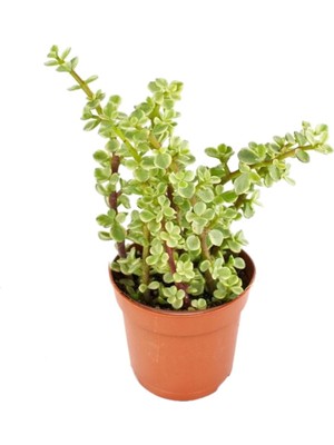 TNC Garden Groups Yeşim Ağacı Çiçeği - Portulacaria Afra Variegata 20 Adet