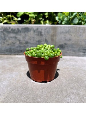 TNC Garden Groups Tespih Çiçeği Senecio Rowleyanus  20 Adet