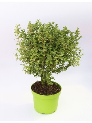 TNC Garden Groups Yeşil Saksıda Şimşir Fidanı 5 Adet