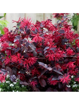 TNC Garden Groups Loropetalum 10 Adet