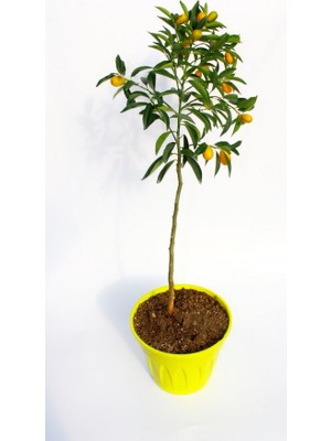 TNC Garden Groups Sarı Saksıda Kumkuat Fidanı 3 Adet