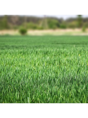 Fito Anatolia Çim Tohumu Lolium 5000 gr Fito Sparring