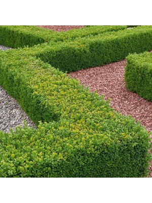 TNC Garden Groups Şimşir Fidesi 45 Adet