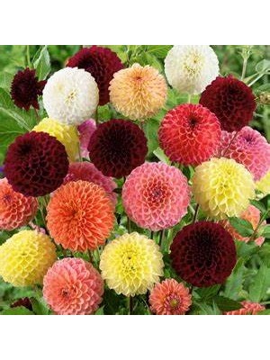 15 Adet Dev Yıldız Dahlia Çiçeği Soğanı Yumrusu 10 Renk Karışık 7 Cm.yeni Mahsul..