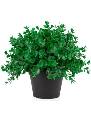 Siyah Mini Plastik Saksıda Yoğun Şimşir