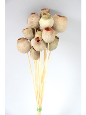 Kuru Çiçek 10LU Halo Kapsülü 28  cm