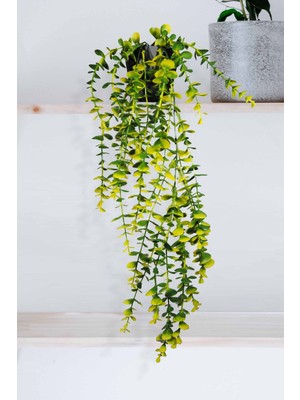 Özel Tasarım Iki Renkli Elmas Siyah Saksılı Sarı - Yeşil Okaliptus Sarkıtı