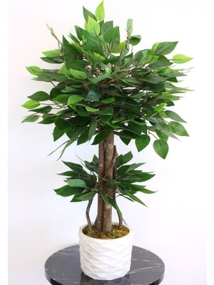 Saksıda Mini Benjamin Ağacı 75  cm