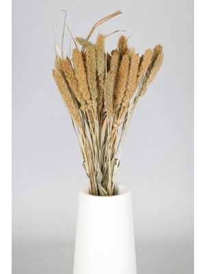 Şoklanmış Setteria(Pamuk) Demeti 75 gr Naturel