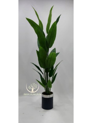 Siyah Gümüş Saksıda 24 Yapraklı Starliçe - Premium